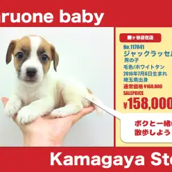 鎌ヶ谷店オススメベイビー!(No.118055)