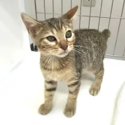 ペットショップスタッフがレビュー！実は優しい…？！「ベンガル」ってどんな猫？