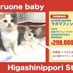 東日暮里店オススメベイビー！(No.014139・014140)