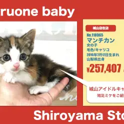 城山店オススメベイビー!(No.118065)