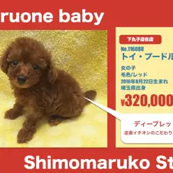 下丸子店オススメベイビー！（No.116088）