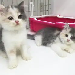 ペットショップスタッフがレビュー！飼い主様満足度◎！「ラガマフィン」ってどんな猫？