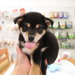 白楽店No.11438：特技はあっかんべ～？ユニークな黒柴ちゃんがやってきた！