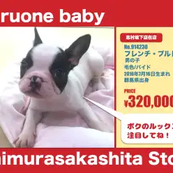 志村坂下店オススメベイビー（No.913230）