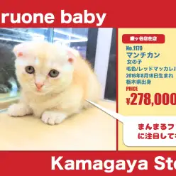 鎌ヶ谷店オススメベイビー（No.117055）