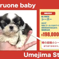 梅島店オススメベイビー！（No.119026）