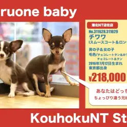 港北NT店オススメベイビー！（No.311628&311629）