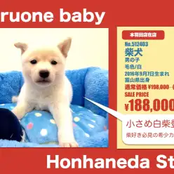 本羽田店オススメベイビー！（No.512403）