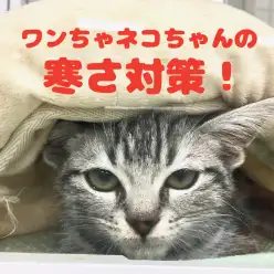 冬支度はお済みでしょうか？？ マルワンがおすすめするワンちゃんネコちゃんの寒さ対策！