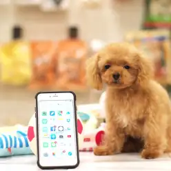 マルワン白楽店No.11420：正真正銘のマイクロティーカッププードル！