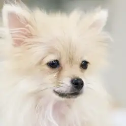 白楽店No.11415：ポメ兄さん超オススメ！極小ポメちゃん！