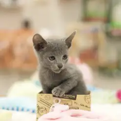 白楽店No.11428：エレガントでシャープで大人しいロシブル！