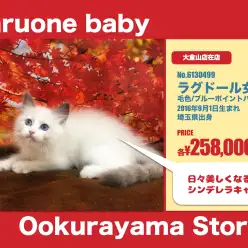 大倉山店オススメベイビー！（No.6130499）