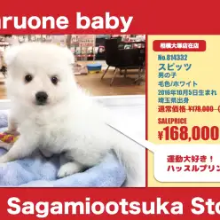 相模大塚店オススメベイビー！（No.814332）