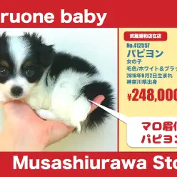 武蔵浦和店オススメベイビー!(No.412557)