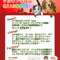 11/30（水）今宿店オープン！セール開催！