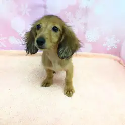 大倉山店No.6130492：よちよち歩きの最小クラスのカニンヘンダックスちゃん！