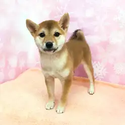 大倉山店No.6130505:アイラインがチャームポイント!「超美形赤柴犬ちゃん」
