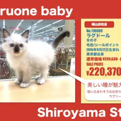 ペッツワン城山店オススメベイビー！（No.1180189）