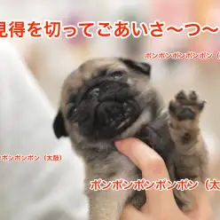 白楽店発：もうすぐデビュー！「笑う門にはパグ来る！」