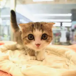 大倉山店No.6130511：どんぐりお目目のスコティッシュ・フォールド！