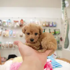 白楽店No.11457：史上最高のおりこうさんトイ・プードル？