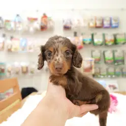 白楽店No.11455：模様自慢のチョコダップルダックス！