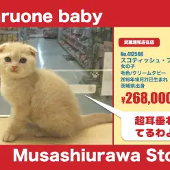 武蔵浦和店オススメベイビー!(No.412566)スコティッシュ・フォールド