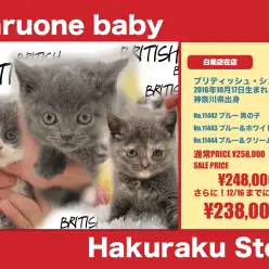 白楽店発：ついにデビュー！ブリティッシュショートヘア3兄妹！