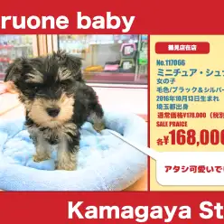 鎌ヶ谷店オススメベイビー！（NO.117066）