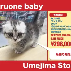 梅島店オススメベイビー!(No.119036)