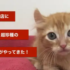 東日暮里店オススメベイビー！（No.014147）