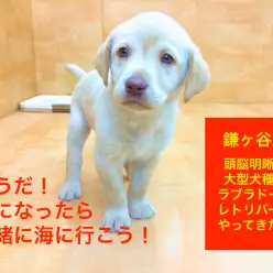 鎌ケ谷店オススメベイビー！（No.117064）