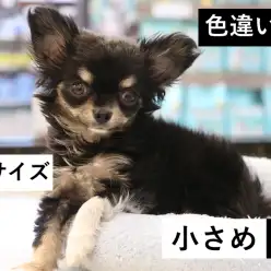 梅島店オススメベイビー！（No.119039）