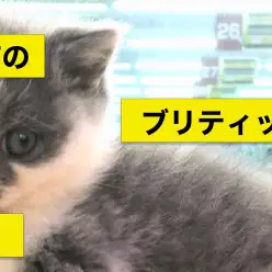 志村坂下店オススメベイビー！（№914257）