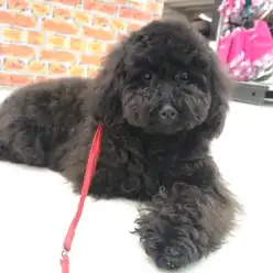 志村坂下店No.914213：～トイプーちゃんの連続技に挑戦～