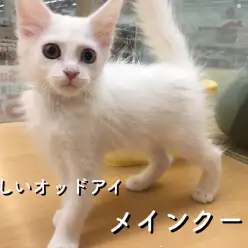 ペッツワン城山店 メインクーン「最強!!オッドアイ持ちの白猫♡」 No.118099