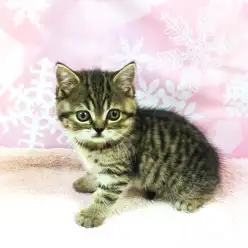 大倉山店No.6130530：超希少！幻のミヌエットちゃん♡