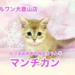 大倉山店No.6130534:ビー玉の様な大きな瞳の短足マンチカン君がやって来た!!