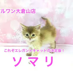 大倉山店No.6130535：注目のクレオパトラライン！美ソマリ登場！