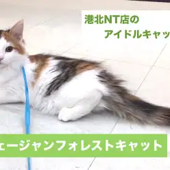 港北NT店No.311650: 港北NT店のアイドルキャット！美猫ノルウェージャンフォレストキャット！