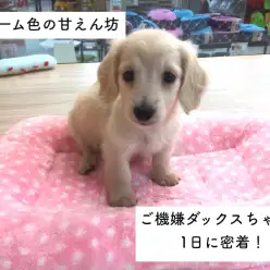 今宿店オススメベイビー!(No.120033)