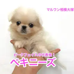 相模大塚店No.814351：柔らかマシュマロボディーのペキニーズくん！
