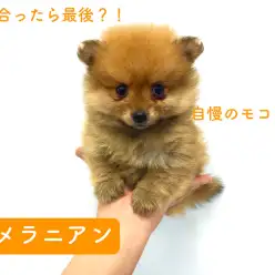 鶴見店No713455:目があったら最後？！鶴見店の秘蔵っ子・ポメラニアン！