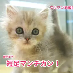 武蔵浦和店No.412578：「銀色王子」短足マンチカンがやってきた！