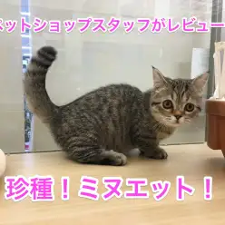ペットショップスタッフがレビュー：ブームの予感！珍種「ミヌエット」の身体的特徴・性格を徹底解説！
