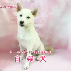 大倉山店発No.6130532:トレーニングばっちり！優秀な希少白柴くん♡