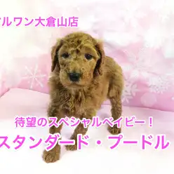 大倉山店No.6130537:夢の大型犬ライフ!待望のスタンダード・プードルちゃん