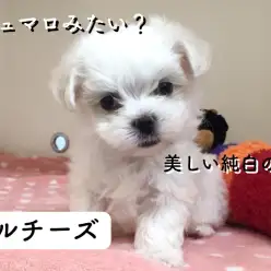 【マルチーズ】まるでマシュマロ！純白の被毛が美しい！：港北NT店オススメベイビーNo.311695