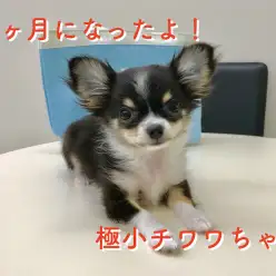 本羽田店の極小チワワちゃん・3ヶ月になったよ！：本羽田店No.512425